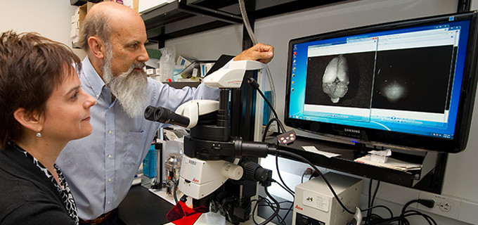 Jennifer Cochran and Matthew Scott examine a mouse brain projected through a monitor. (John Todd)