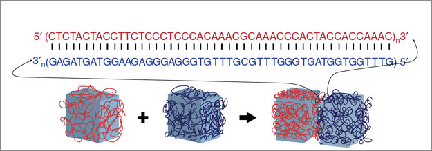 DNA makes glue programmable because one strand of DNA will stick tightly to a matching partner strand, but only if the two strands have chemical "letters," or nucleotides, that are complementary (A to T, C to G). Gel bricks coated with matching strands of DNA adhere specifically to each other.