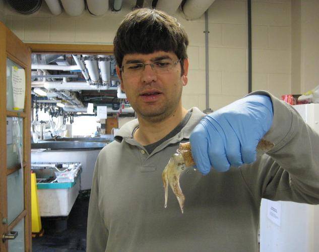 Melik C.Demirel, professor of engineering science and mechanics, Penn State College of Engineering holds a squid used in biomimetic materials research. (Credit: Demirel Lab)