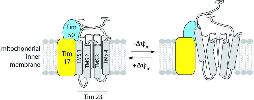 A visual representation of structural alterations in the protein-conducting channel of the TIM23 complex that occur in response to changes in the energized state of the mitochondrial inner membrane. (Graphic courtesy of Nathan Alder)