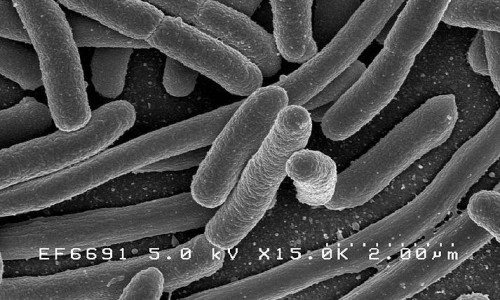 E. coli bacteria. (Credit: Image courtesy of KAIST)