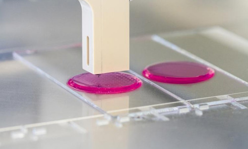 In the lab instead of at the office: researchers using inkjet printers to print cell suspensions onto shimmering pink hydrogel pads, which prevent desiccation. (Credit: © Fraunhofer IGB)