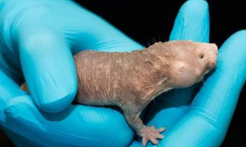Naked mole rats are small, hairless, subterranean rodents native to eastern Africa. (Credit: Adam Fenster/University of Rochester)