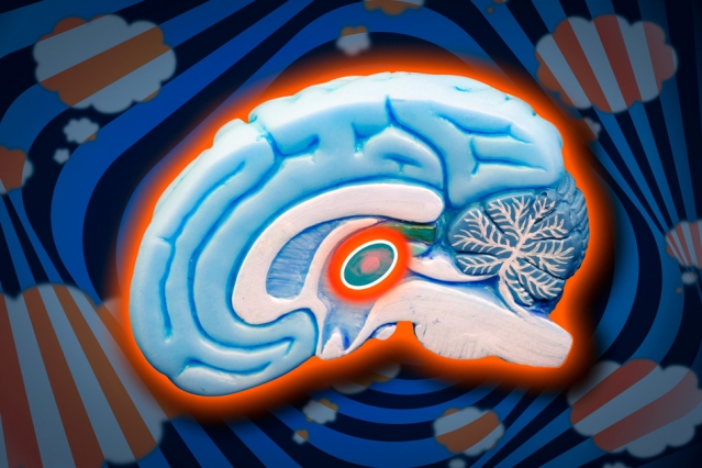 The brain’s thalamic reticular nucleus (TRN), highlighted in the center, is responsible for blocking out distracting sensory input. 