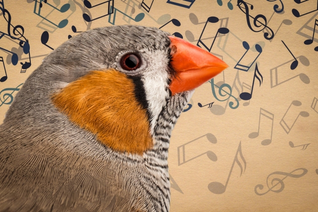 When zebra finches first begin to sing, they produce only nonsense syllables similar to the babble of human babies. Now researchers at MIT have uncovered the brain activity that supports the birds’ song-learning process.