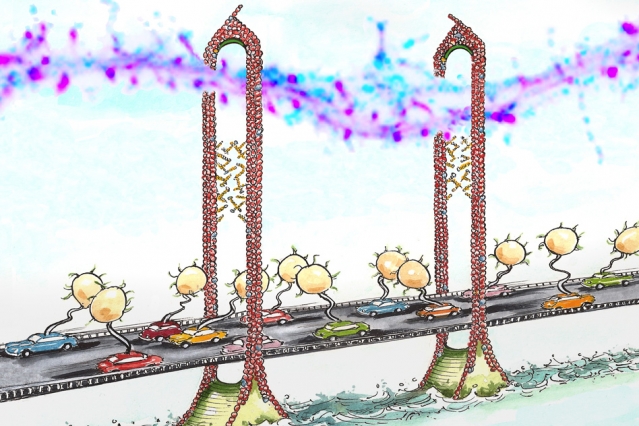 MIT neuroscientists discovered that the protein CPG2 connects the cytoskeleton (represented by the scaffold of the bridge) and the endocytic machinery (represented by the cars) during the reabsorption of glutamate receptors. Each 