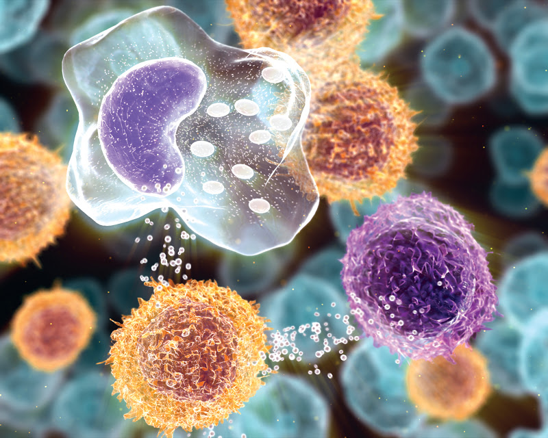 The cycle of inflammation. B cells communicate via cytokines with other inflammatory cells, such as T cells and macrophages, to maintain and amplify the cycle of inflammation