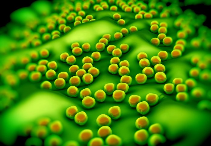 Staphylococcus aureus bacteria