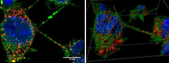 Tunneling nanotubes between neurons