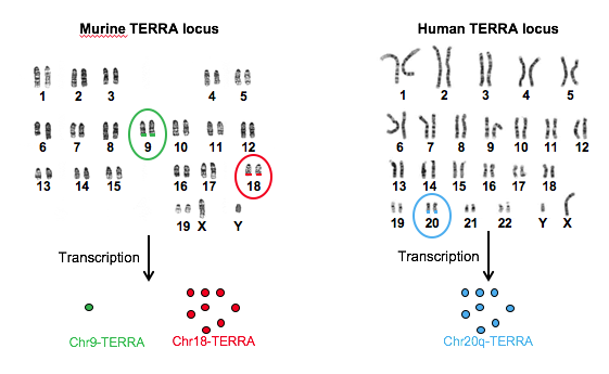 In murine cells TERRA is transcribed mainly from chromosome 18 and in a less way from chromosome 9, in a similar manner we found that human subtelomere 20q is a TERRA mayor locus. Credit: CNIO