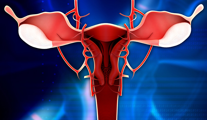 female reproductive system