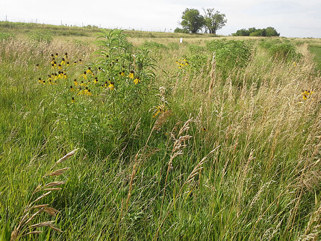 ARS scientists found antibiotic-resistant bacteria occurring naturally in undisturbed Nebraska prairie soils. Credit: Photo by ARS