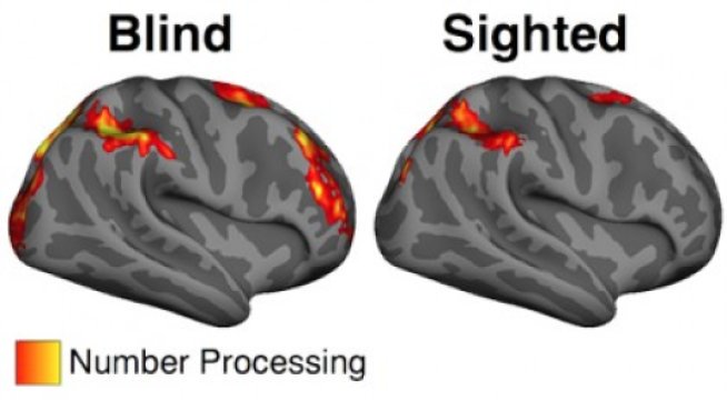 Number processing. Credit: Image courtesy of Johns Hopkins University