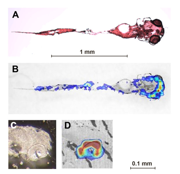 Cocaine distribution in five-day-old zebrafish larvae exposed to 50 µM cocaine for eight hours. A) Optical image of stained coronal tissue section, B) overlay of A with MALDI image. C) and D) Saggital section of head with eye (bottom right). In the MALDI images, blue = low concentrations, yellow-red = high concentrations of cocaine. By far the highest concentrations were found in the eyes. Credit: Image courtesy of EAWAG: Swiss Federal Institute of Aquatic Science and Technology