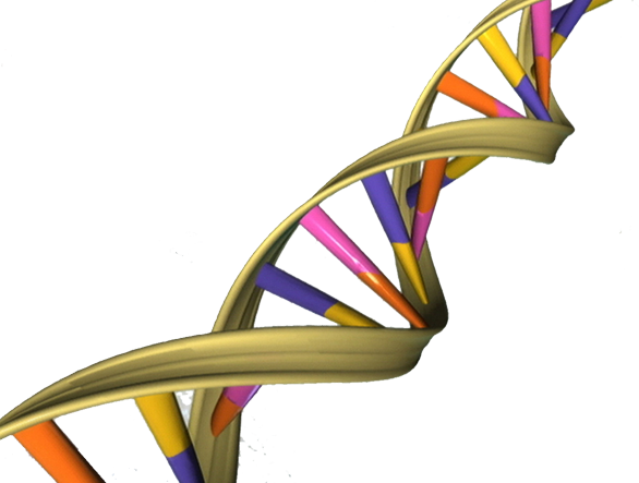 A depiction of the double helical structure of DNA. Its four coding units (A, T, C, G) are color-coded in pink, orange, purple and yellow. Credit: NHGRI