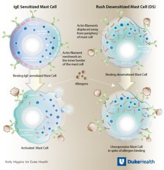 A research team led by Duke Health, using mice as the models, has described the cellular processes that occur during "rush desensitization." Credit: Image courtesy of Duke Health