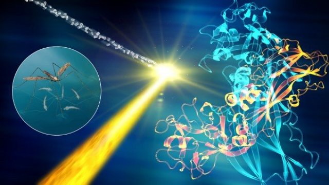 The mosquito larvicide BinAB is composed of two proteins, BinA (yellow) and BinB (blue). Inside bacterial cells, BinAB naturally forms nanocrystals. Using these crystals and the intense X-ray pulses produced by SLAC’s Linac Coherent Light Source, scientists shed light on the three-dimensional structure of BinAB and its mode of action. Credit: SLAC National Accelerator Laboratory