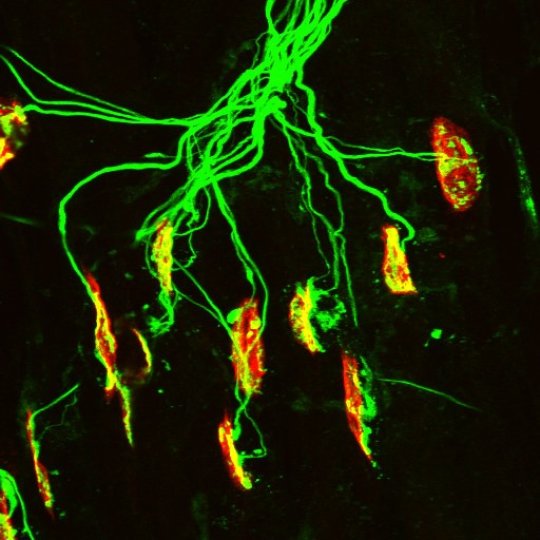 Image of a neuromuscular junction. University at Buffalo and Johns Hopkins researchers have shown in mice that glutamate plays a key role in the muscle fiber development process that occurs at the neuromuscular junction. Credit: Society for Neuroscience