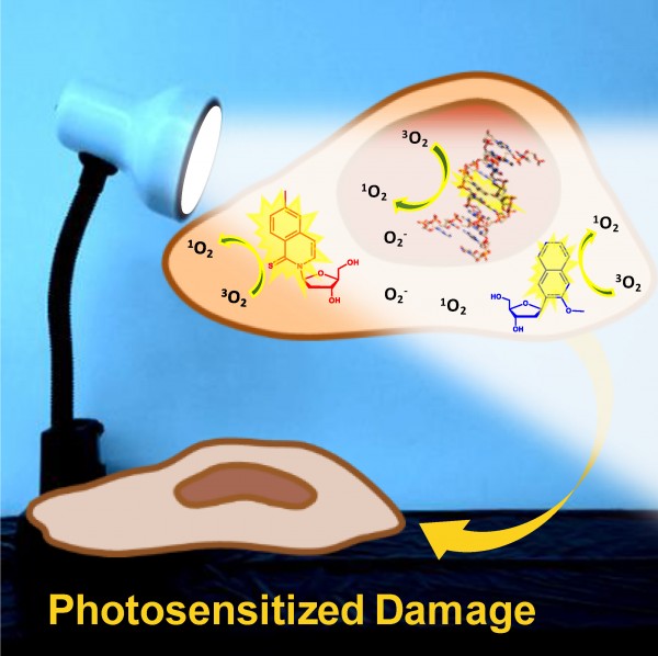 When cells carrying a synthetic DNA base are exposed to certain wavelengths of sunlight or standard fluorescent lighting, reactive oxygen species are generated, known to damage biomolecules and DNA, and cell survival is significantly reduced. Credit: Pollum et al. ©2016 American Chemical Society