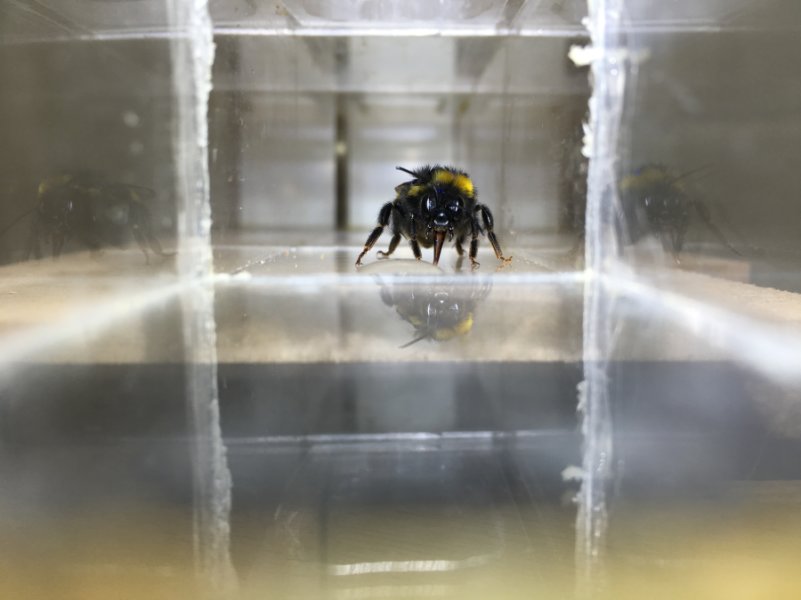 Photo of a bee drinking a droplet of sugar water. Credit: Clint J Perry