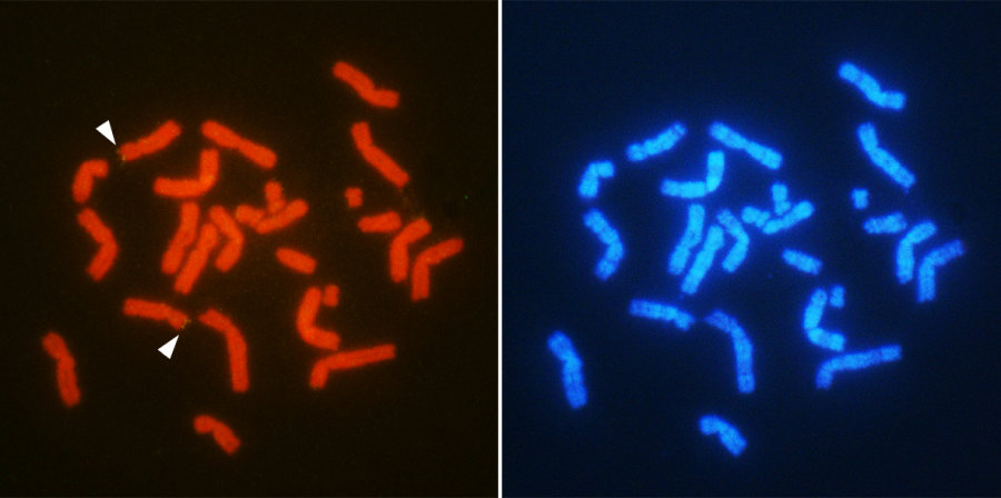 Chromosomal location of the sex-related gene AMH (arrowheads) in male T. osimensis. Chromosomes are double-stained with different fluorescent substances (red and blue) for the precise gene mapping. Credit: Otake T. and Kuroiwa A. Molecular mechanism of male differentiation is conserved in the SRY-absent mammal. Tokudaia osimensis. September 9, 2016, Scientific Reports