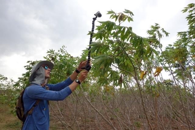 Pete McCloskey,  member of the PlantVillage team, uses  a GoPro camera in a Tanzanian cassava field to shoot video from which still images are pulled. Image: Penn State / EPFL
