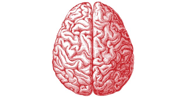 brain