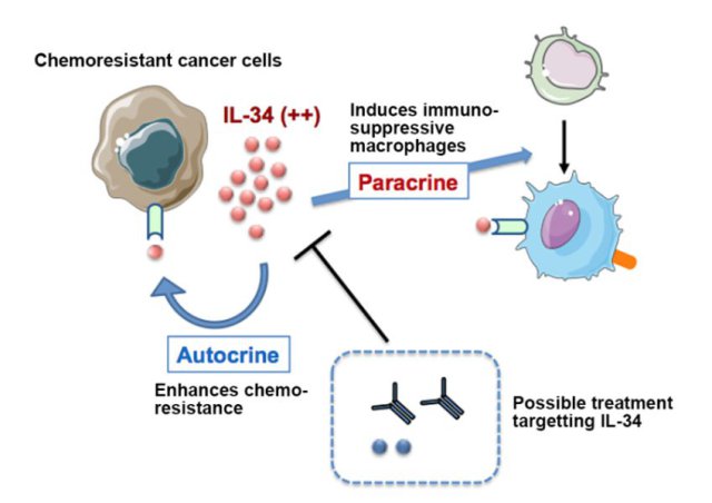 Chemoresistant cancer cells secrete IL-34, which induces production of immunosuppressive macrophages and enhances chemoresistance of the cancer cells. Credit: Image courtesy of Hokkaido University