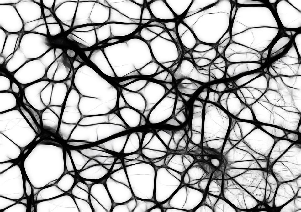 neurons