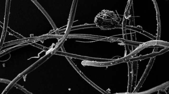 A clump of acryllic fibres seen under microscopes at Plymouth University's Electron Microscopy Centre. Credit: Image courtesy of Plymouth University