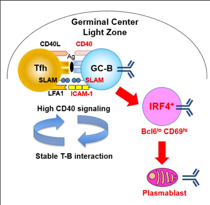 Accepted Or Rejected? Uncovering How Fate Of B Cell Is Determined ...