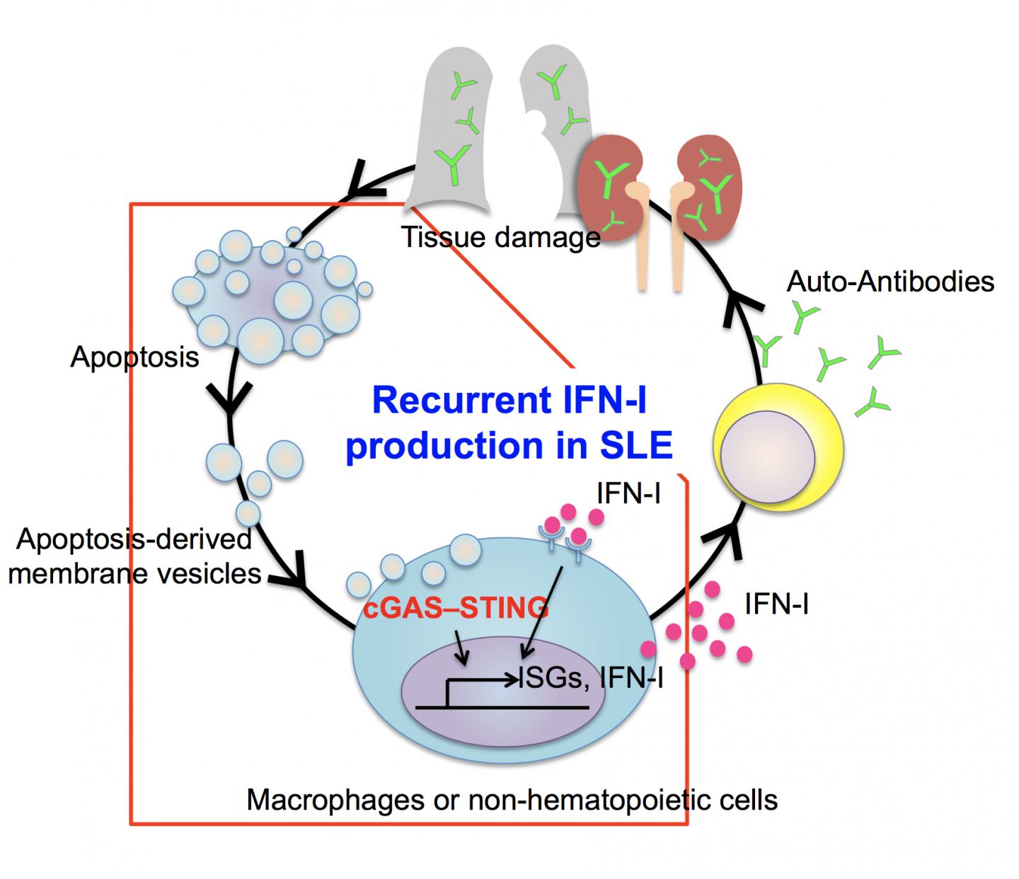 Step-by-step Account Of Systemic Lupus Erythematosus Development Revealed