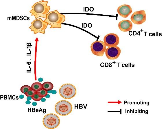 Hbv гепатит. Cd4 cd8 клетки. Cd4 и cd8 т клетки. Cd4 cd8 вирус. ДНК HBV.