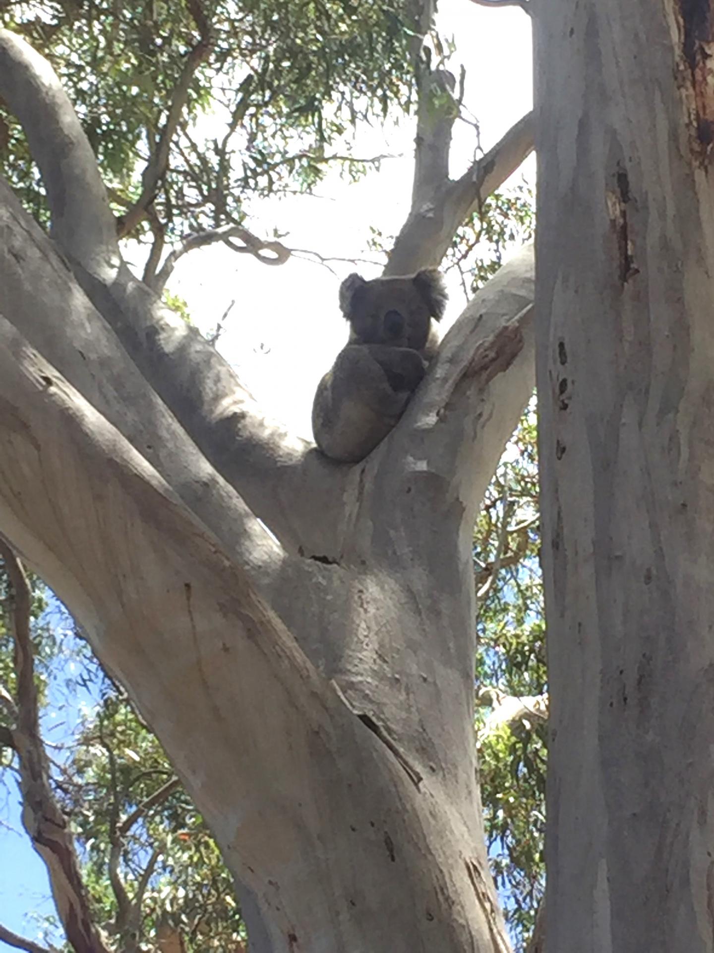 Last chlamydia-free koala population may safeguard future ... - 1440 x 1920 jpeg 263kB