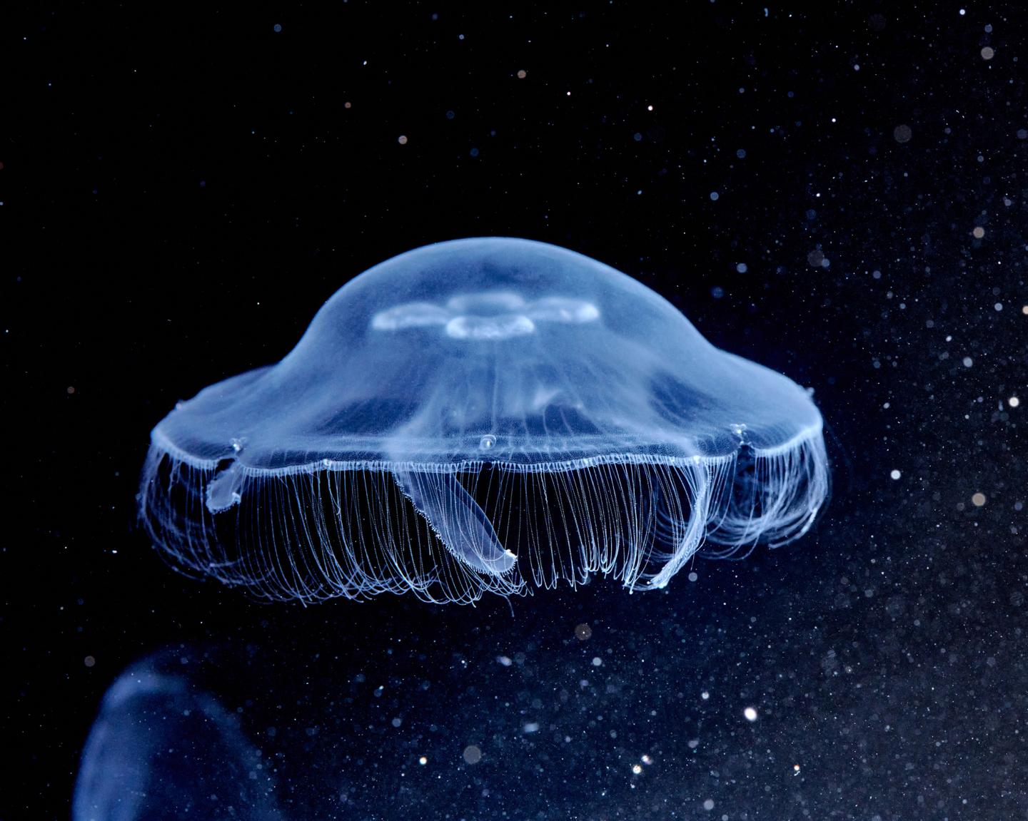 How Moon Jellyfish Get About – BIOENGINEER.ORG