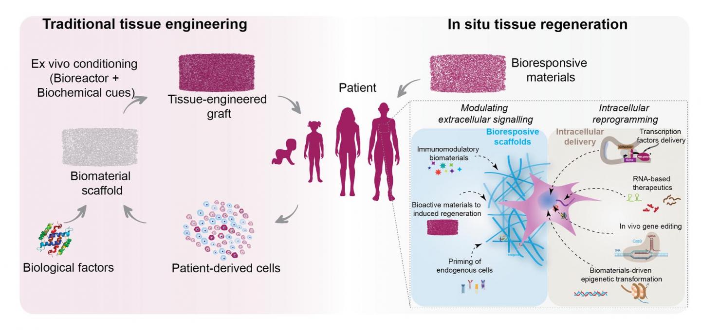 Regenerating The Body From Within Using Biomaterials – BIOENGINEER.ORG