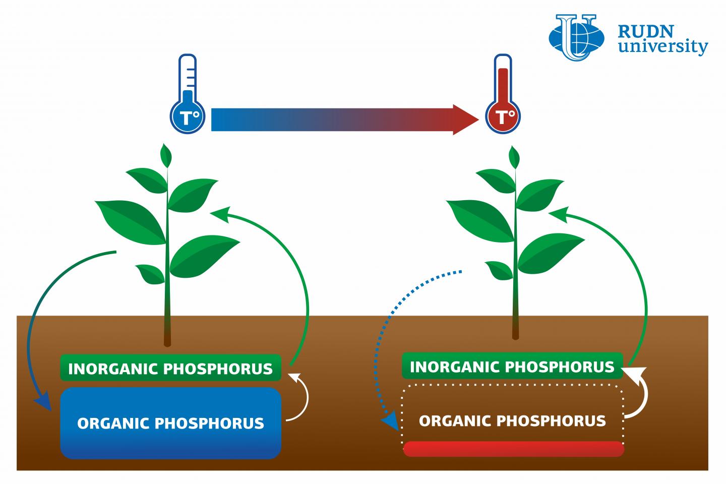 Global Warming Threatens Soil Phosphorus, Says A Soil Scientist From ...