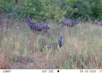 Automatic trail cameras keep wildlife research going during pandemic