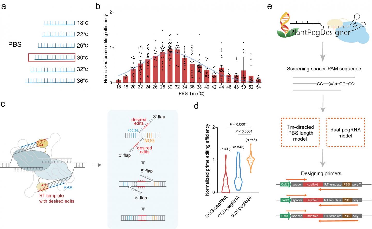 Researchers Improve Plant Prime Editing Efficiency With Optimized ...