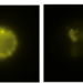 isolated mast cell progenitor before and after IgE-crosslinking