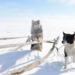 Working dogs of the Iamal-Nenets population in Siberia.