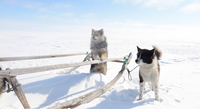 Working dogs of the Iamal-Nenets population in Siberia.