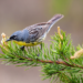 Kirtland's Warbler in Michigan