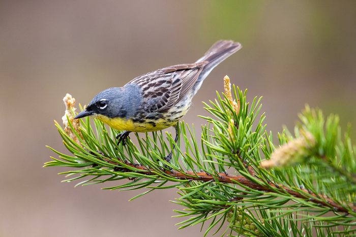 Kirtland's Warbler in Michigan