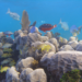 Coral reef-1