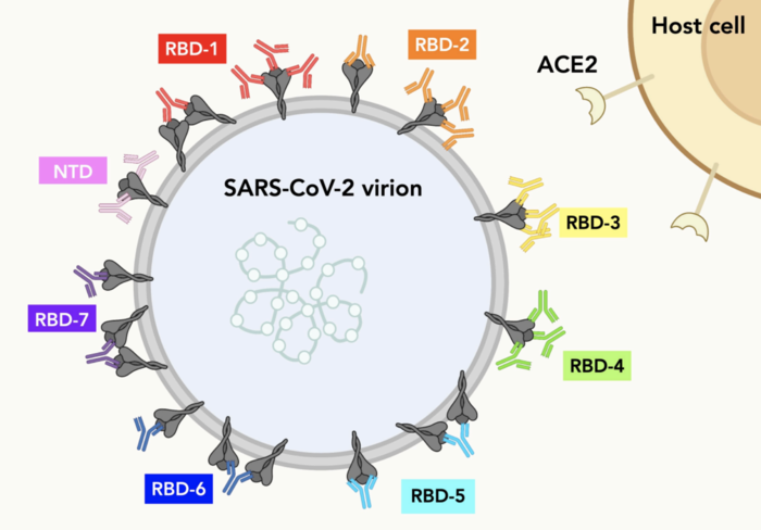 Antibody communities target spike