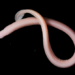 Hagfishes break the cell size limit to make large slime threads