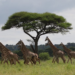 Giraffes in Tarangire National Park