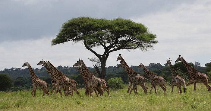 Giraffes in Tarangire National Park