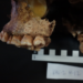 Sampled upper jaw